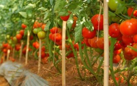 Cách chăm sóc cây cà chua ra nhiều quả