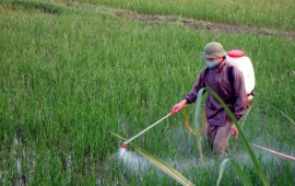 Thuốc trừ sâu là câu trả lời cho biến đổi khí hậu toàn cầu
