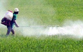 Nguy hiểm tiềm ẩn của thuốc trừ sâu