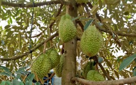 Kỹ thuật cắt cành,tạo tán cho cây sầu riêng bằng máy