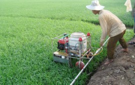 GMO làm giảm sự phụ thuộc vào thuốc bảo vệ thực vật