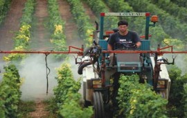 Vườn nho pháp hành động để cắt giảm tác động của thuốc trừ sâu