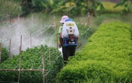 Yêu cầu an toàn chung đối với việc sử dụng thuốc trừ sâu