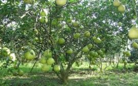 Cách trồng và chăm sóc vườn cây ăn quả mang lại lợi nhuận cao